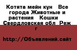 Котята мейн кун - Все города Животные и растения » Кошки   . Свердловская обл.,Реж г.